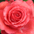 Roșu - Trandafir teahibrid - Señora de Bornas
